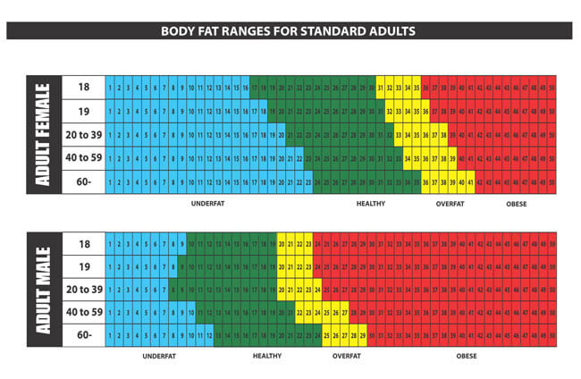 Sample Professional BMI Chart Template with Body Fat Ranges as Pdf File