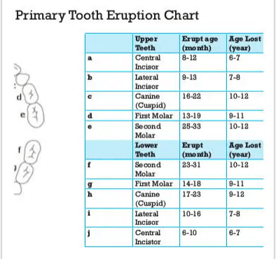 baby teeth chart order