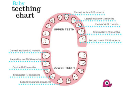 baby teeth chart order
