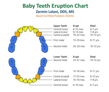 Baby Teething Tracker - Sample Chart