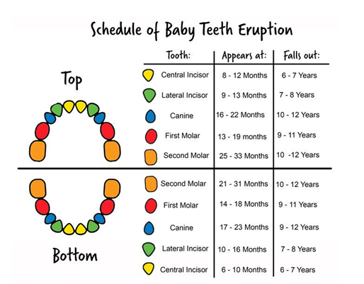 Example Teething Chart for Babies