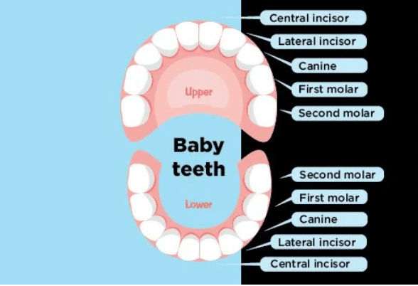 Baby Teething Chart - Sample Template