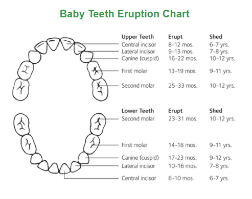 Free Teething Chart with Printable Templates