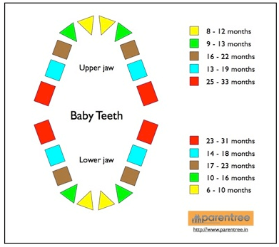 baby teeth fall out chart