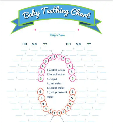 Baby Teething Timeline - Printable Template