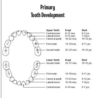 Example Teething Chart for Newborns