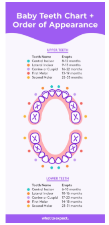 Teething Development Chart - Free Sample
