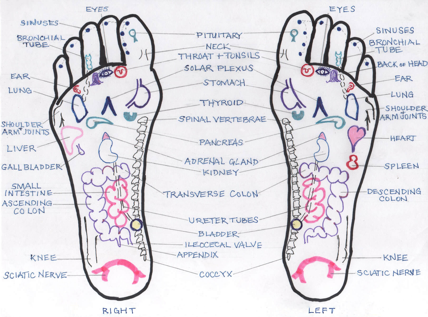 Reflexology Chart Format: Essential Points and Zones