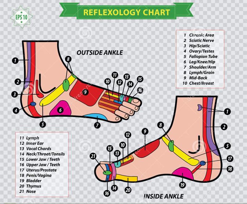 Editable Reflexology Chart Template for Professionals