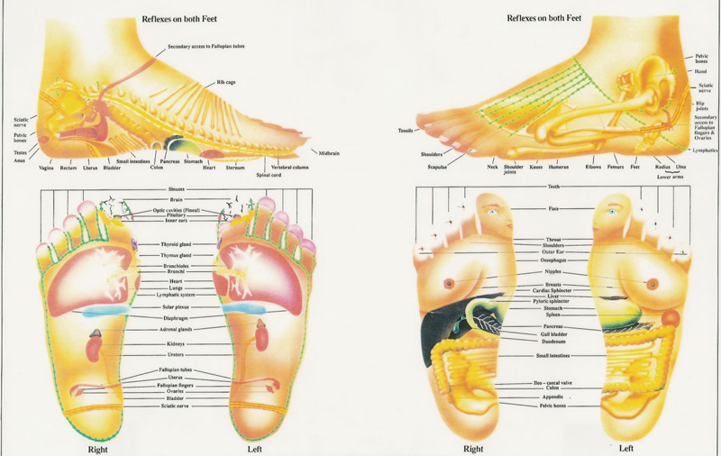 Sample Reflexology Chart Format for Health Practitioners