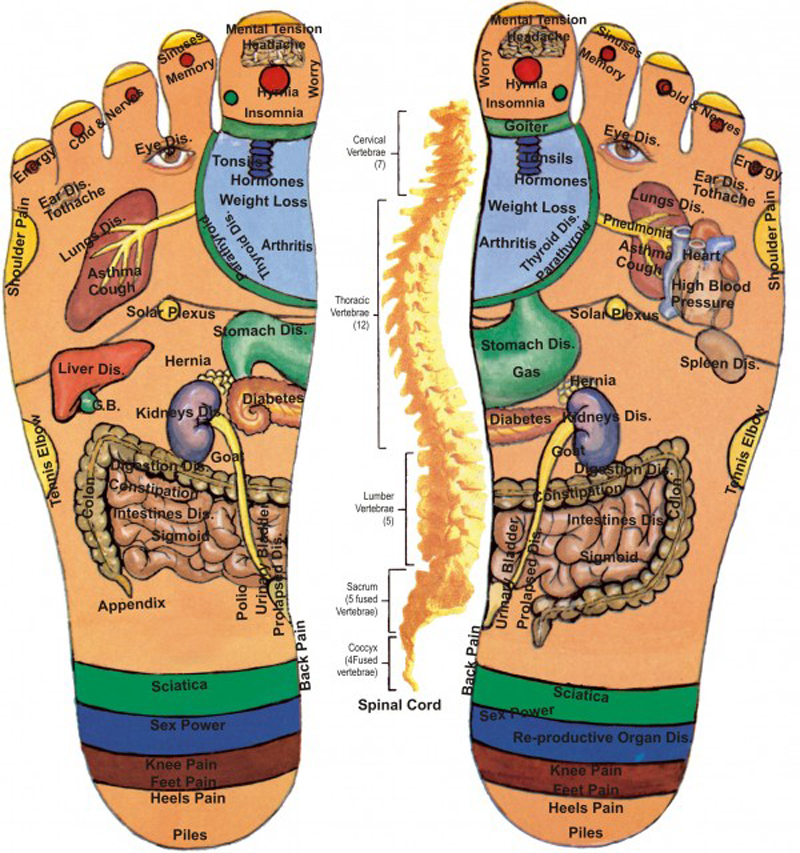 reflexology foot map female
