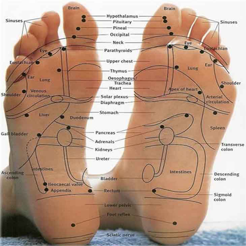 Editable Reflexology Chart Example for Holistic Healing