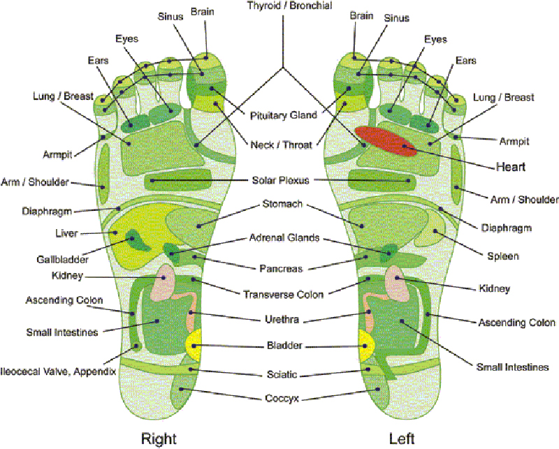 free reflexology charts for hands and feet