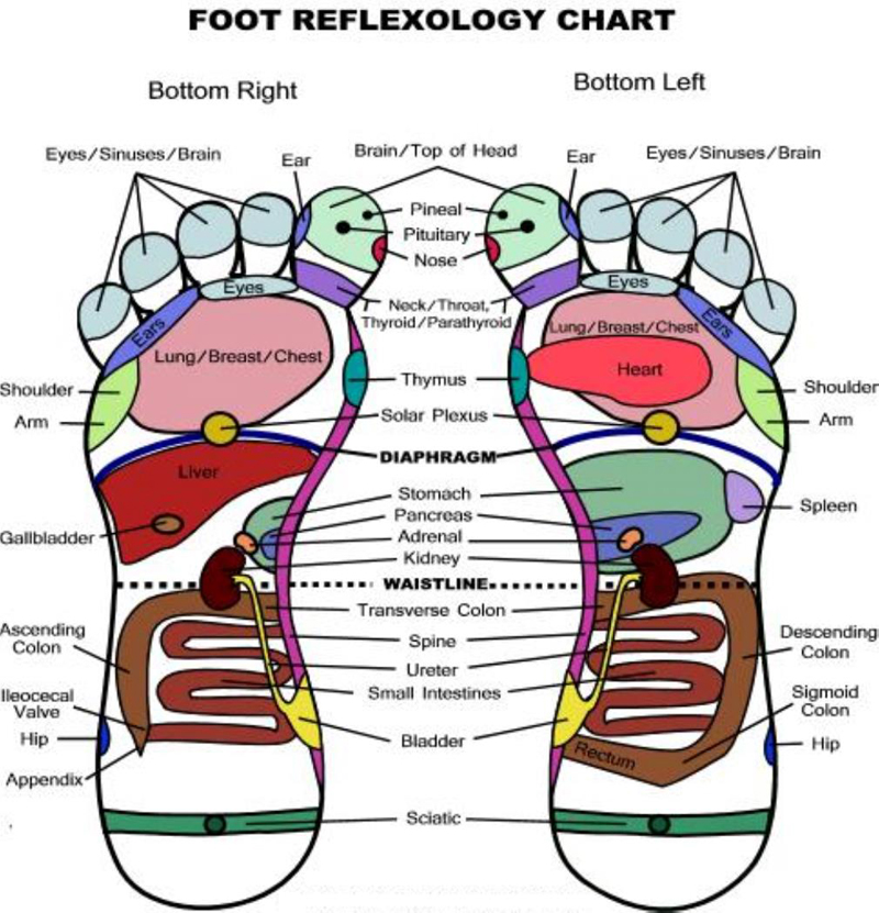 Example of Reflexology Chart Design