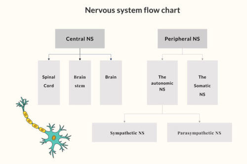 Nervous-System-Flow-Chart_